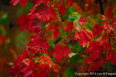 Maple-leaves-HDR