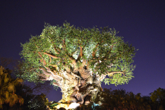 Tree-of-Life-Animal-Kingdom